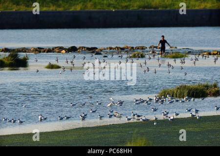 Qingdao, Qingdao, Cina. 1 agosto, 2018. Qingdao, CINA-uccelli migratori si riuniranno presso la zona umida a Qingdao, Cina orientale della provincia di Shandong. Credito: SIPA Asia/ZUMA filo/Alamy Live News Foto Stock