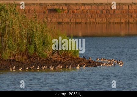 Qingdao, Qingdao, Cina. 1 agosto, 2018. Qingdao, CINA-uccelli migratori si riuniranno presso la zona umida a Qingdao, Cina orientale della provincia di Shandong. Credito: SIPA Asia/ZUMA filo/Alamy Live News Foto Stock