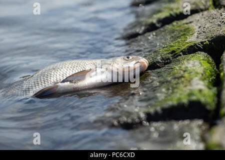 01 agosto 2018, Greetsiel, Germania: morto un Pagello si trova sulla riva del porto Kutter in Oriente Frisone il villaggio di pescatori. Foto: Mohssen Assanimoghaddam/dpa Foto Stock