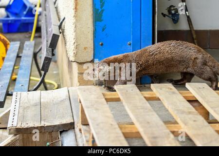 Tarbert, Argyll, Scotland, Regno Unito - 1 August 2018: un insolitamente brave otter purga edifici del porto sperando per una semplice cena in un pomeriggio piovoso a Tarbert Harbour, Argyll, Scozia, UK Credit: Kay Roxby/Alamy Live News Foto Stock