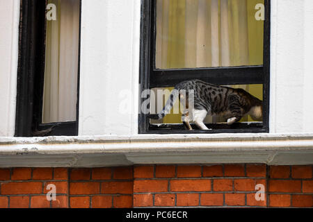 Londra, Regno Unito. 1 agosto 2018. Julian Assange's cat ri-entra nel Equadorean ambasciata in Knightsbridge da un davanzale. Il Regno Unito e l'Ecuador stanno tenendo colloqui in corso per la sorte del fondatore di Wikileaks Julian, chi è stato in esilio in Ecuadorean ambasciata dal 2012. Egli facce essendo arrestato dalla polizia britannica se lascia l'ambasciata per violazione bail condizioni. Credito: Stephen Chung / Alamy Live News Foto Stock