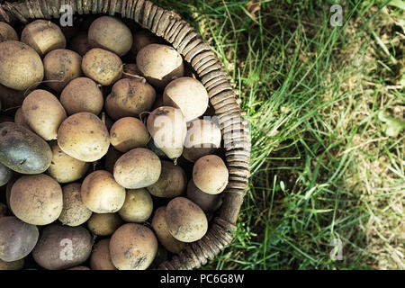 Il raccolto di patate di colori diversi e diverse varietà in un cestello sull'erba Foto Stock