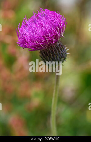 Fiore di cardo su sfondo sfocato Foto Stock