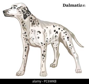 Ritratto di standing in profilo cane dalmata, vettore illustrazione colorata isolati su sfondo bianco Illustrazione Vettoriale