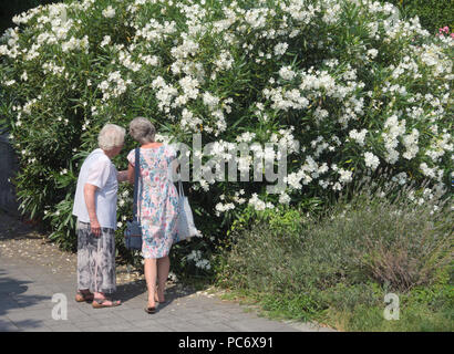 Le donne anziane turisti esaminando un impianto di oleandri, Italia Foto Stock