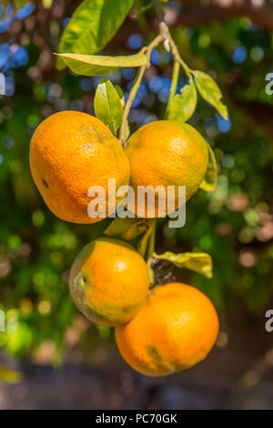 Quattro mandarini arancione appeso a tree in Orchard Foto Stock