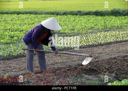 Donna vietnamita di scavare il terreno con la zappa nel campo vegetale. Hoi An. Il Vietnam. | Utilizzo di tutto il mondo Foto Stock