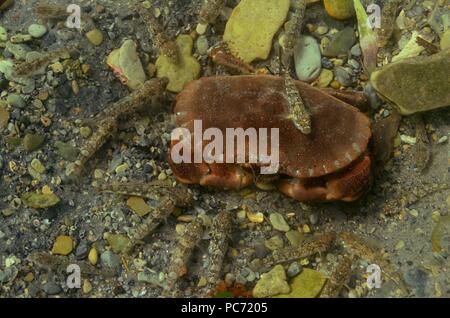 Cancro pagurus, Taschenkrebs, granchio marrone, granchio commestibile Foto Stock