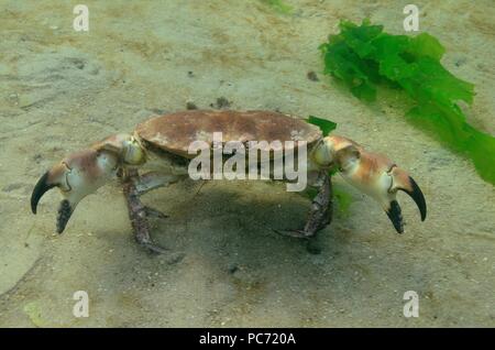 Cancro pagurus, Taschenkrebs, granchio marrone, granchio commestibile Foto Stock