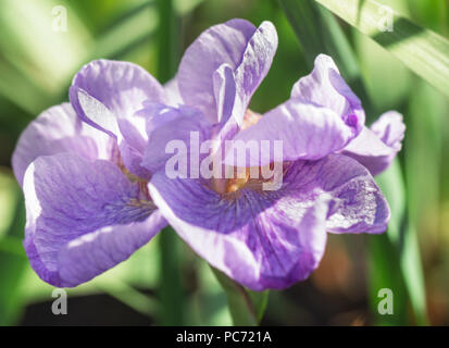 Gara di bellezza in fiore luce morbida iris viola closeup Foto Stock