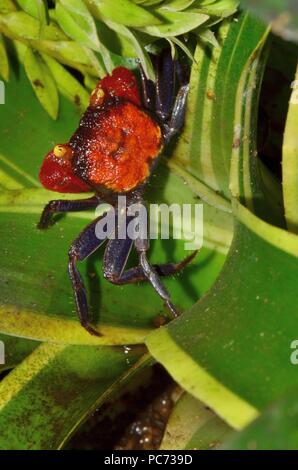 Geosesarma hagen, granchio del diavolo rosso, Rote Vampirkrabbe Foto Stock