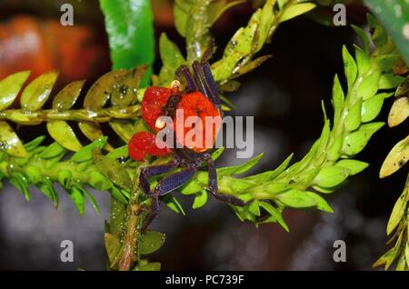 Geosesarma hagen, granchio del diavolo rosso, Rote Vampirkrabbe Foto Stock