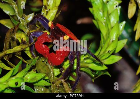 Geosesarma hagen, granchio del diavolo rosso, Rote Vampirkrabbe Foto Stock