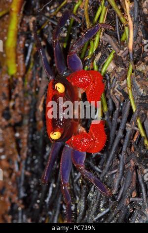 Geosesarma hagen, granchio del diavolo rosso, Rote Vampirkrabbe Foto Stock