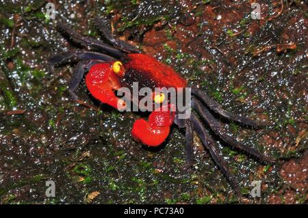 Geosesarma hagen, granchio del diavolo rosso, Rote Vampirkrabbe Foto Stock