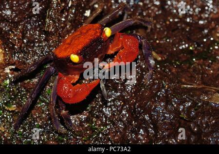 Geosesarma hagen, granchio del diavolo rosso, Rote Vampirkrabbe Foto Stock