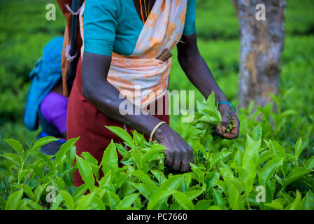 Bella la piantagione di tè in Sri Lanka Foto Stock