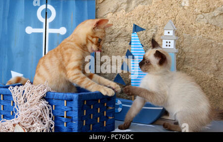 Due gattini (gatto domestico zenzero, 3 mesi di età e thai gattino, 7 settimane di età) giocando con ciascun altro Foto Stock