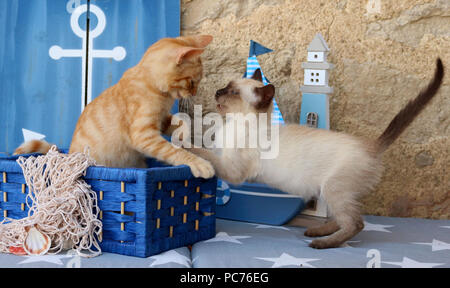 Due gattini (gatto domestico zenzero, 3 mesi di età e thai gattino, 7 settimane di età) giocando con ciascun altro Foto Stock