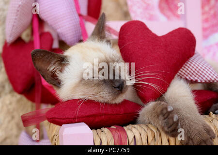 Siamese gattino, tailandese, 7 settimane di età, dorme con un sentito Foto Stock