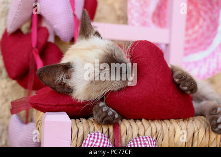 Siamese gattino, tailandese, 7 settimane di età, dorme con un sentito Foto Stock
