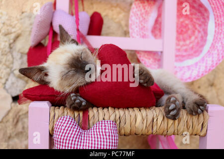 Siamese gattino, tailandese, 7 settimane di età, dorme con un sentito Foto Stock