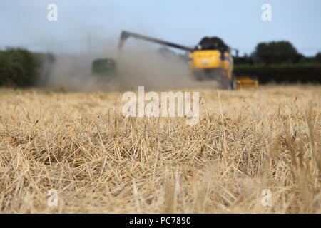 Macchina mietitrebbiatrice la raccolta di orzo in Norfolk, Regno Unito. Foto Stock