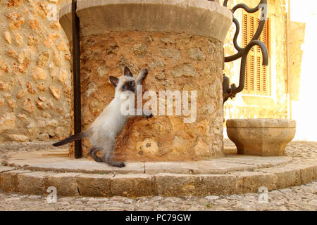 Gattino tailandese, 7 settimane vecchio punto di tenuta, di fronte a una vecchia fontana pietroso Foto Stock