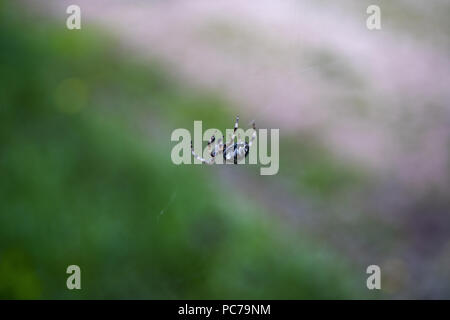 Crociera sul Web in Grecia Campeggio Foto Stock