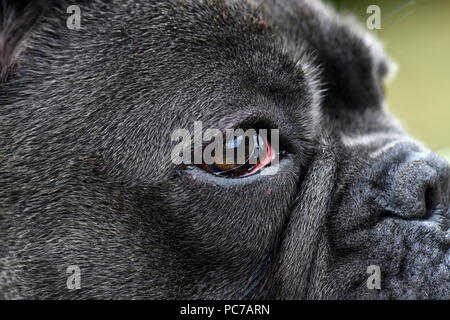 Blue bulldog francese con bad occhi gonfi a causa di una infezione, cani occhio visto dal lato vicino, messa a fuoco selettiva ad uno spazio di copia Foto Stock