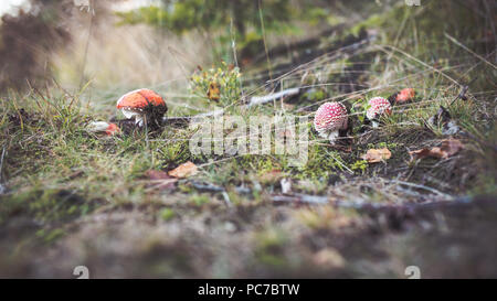 Amanita funghi nascosti in erba. Autunm stagione per il prelievo. Foto Stock
