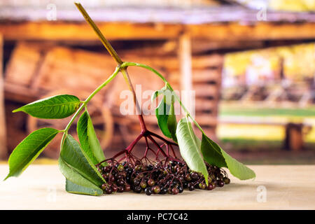 Sacco di intere fresche europeo di sambuco nero in un ramo con foglie con carrello in background Foto Stock