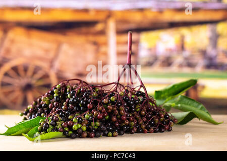 Sacco di intere fresche europeo di sambuco nero rami con carrello in background Foto Stock