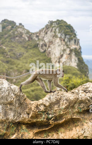 Una scimmia adulta a piedi da una roccia per un altro rock in cerca di cibo. Foto Stock