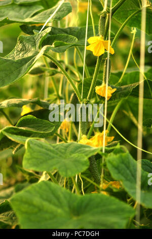 Piante di cetriolo in serra Foto Stock