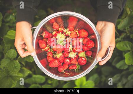 Mani femminili holding fragole appena raccolte in uno scolapasta Foto Stock