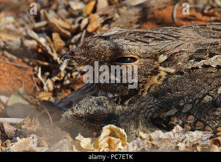 Madagascar Nightjar (Caprimulgus madagascariensis madagascariensis) close up di adulto seduto sul nido con pulcino, endemica malgascia Parc Mosa, Ifaty Foto Stock