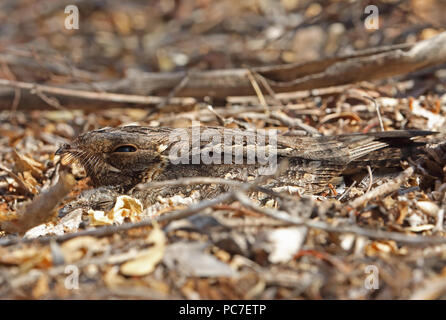 Madagascar Nightjar (Caprimulgus madagascariensis madagascariensis) adulto seduto sul nido con pulcino, endemica malgascia Parc Mosa, Ifaty, Madagascar Foto Stock