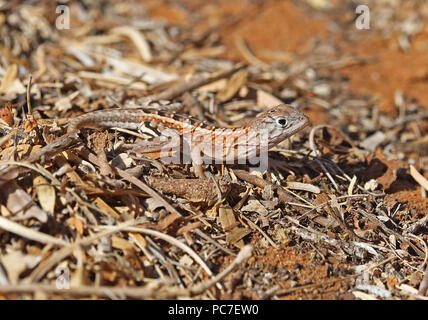 Madagascar tre-eyed Lizard (Chalarodon madagascariensis) adulto su suolo sabbioso, endemica malgascia Parc Mosa, Ifaty, Madagascar Novemb Foto Stock