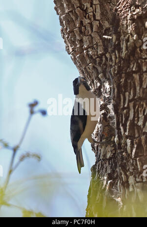 Van Dam la vanga (Xenopirostris damii) maschio adulto aggrappandosi al tronco di albero raccolta di ragnatele, endemica malgascia, specie in via di estinzione di Ampijoroa Fore Foto Stock
