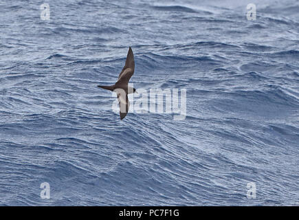 Bulwer's Petrel (Bulweria bulwerii) adulto in volo basso sopra il mare di Capo Verde, Oceano Atlantico possono Foto Stock