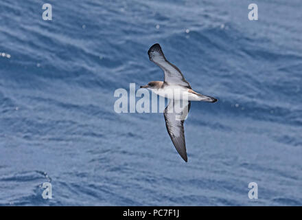 Capo Verde (Shearwater Calonectris borealis) adulto in volo sopra il mare, che mostra la parte inferiore del Capo Verde, Oceano Atlantico possono Foto Stock