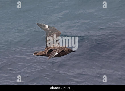 Grande Skua (Catharacta skua) adulto in volo sopra il mare oceano Atlantico off Portogallo Foto Stock