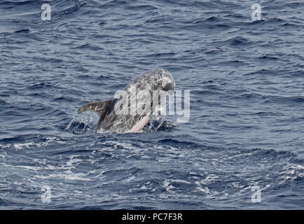 Risso (Dolphin Grampus griseus) adulto violare orientale Oceano Atlantico, a nord di Capo Verde maggio Foto Stock