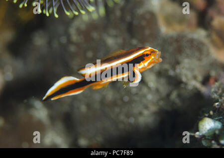 I capretti Sweetlips Ribbon (Plectorhinchus polytaenia), Tanjung Tebal sito di immersione, Lembeh Straits, Sulawesi, Indonesia Foto Stock