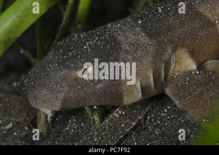 Marrone-nastrati squalo Bamboo (Chiloscyllium punctatum), capretti in erba di mare sulla sabbia nera, TK1 sito di immersione, Lembeh Straits, Sulawesi, Indonesia Foto Stock