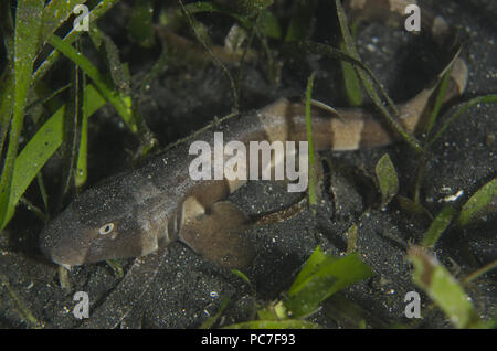 Marrone-nastrati squalo Bamboo (Chiloscyllium punctatum), capretti in erba di mare sulla sabbia nera, TK1 sito di immersione, Lembeh Straits, Sulawesi, Indonesia Foto Stock