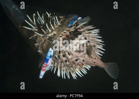 Orbicular Burrfish (Cyclichthys orbicularis), gonfiati come bloccato in una tazza di plastica, TK1 sito di immersione, Lembeh Straits, Sulawesi, Indonesia Foto Stock