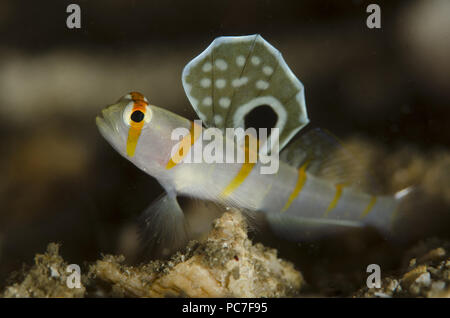 Randall's Shrimpgoby (Amblyeleotris randalli), con aletta estesa, Serena West sito di immersione, Lembeh Straits, Sulawesi, Indonesia Foto Stock