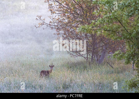 Western il capriolo (Capreolus capreolus) in piedi sul prato all'alba, Mattheiser foresta, Trier, Renania-Palatinato, Germania, maggio Foto Stock